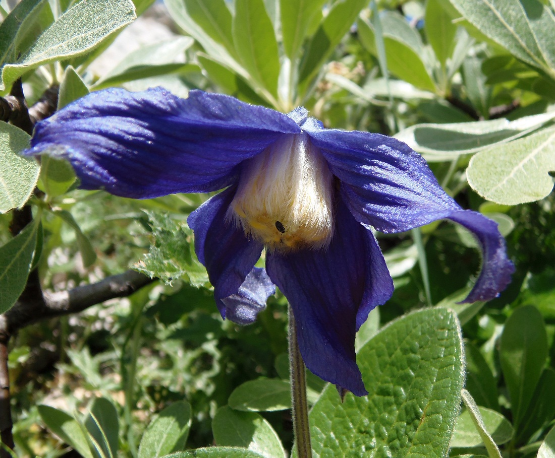 Image of Clematis integrifolia specimen.