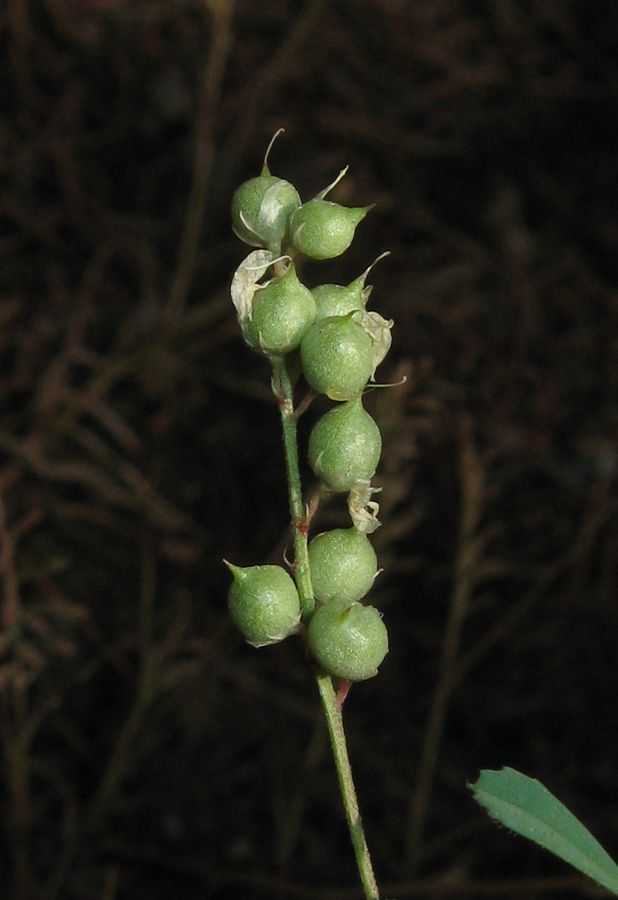 Image of Melilotus neapolitanus specimen.