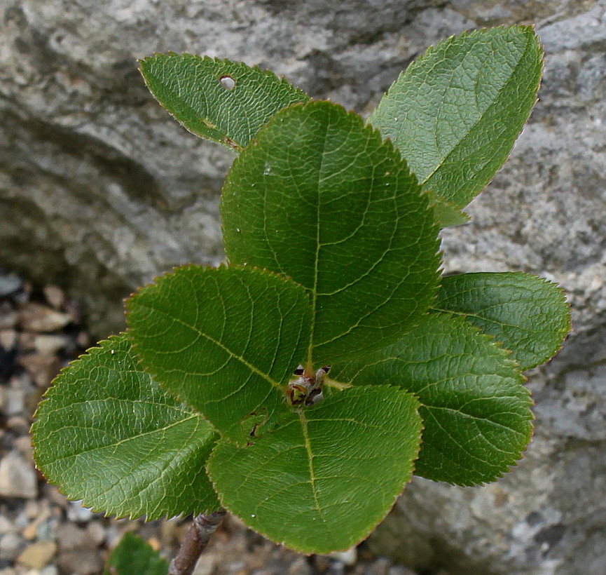 Изображение особи Sorbus chamaemespilus.