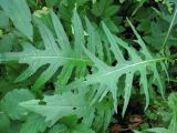 Cirsium rivulare