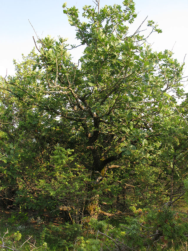 Image of Quercus pubescens specimen.