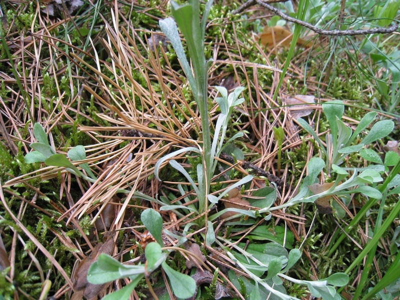 Image of Antennaria dioica specimen.