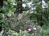 Rhododendron smirnowii. Цветущее растение. Финляндия, окрестности г. Коувола, лесопарк Арборетум Мустила. 9 июня 2013 г.