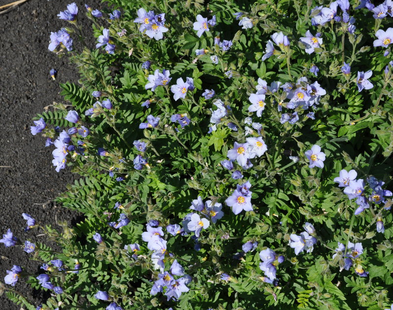 Image of Polemonium boreale specimen.