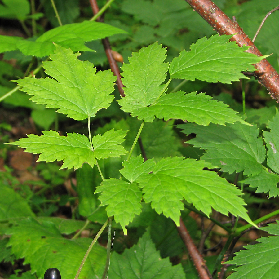 Изображение особи Actaea spicata.