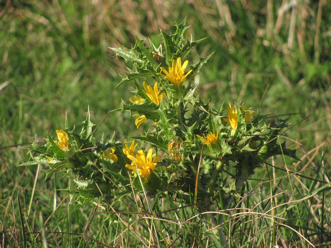 Image of Scolymus hispanicus specimen.