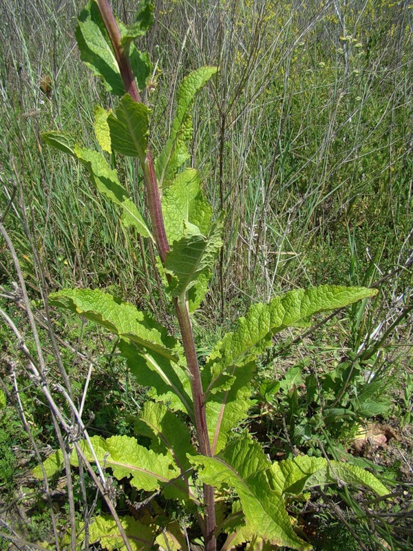 Image of Verbascum lychnitis specimen.