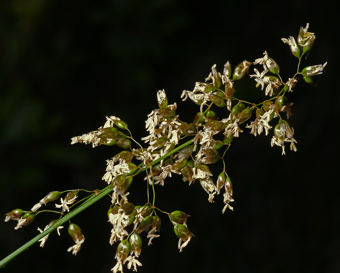 Image of Hierochloe odorata specimen.