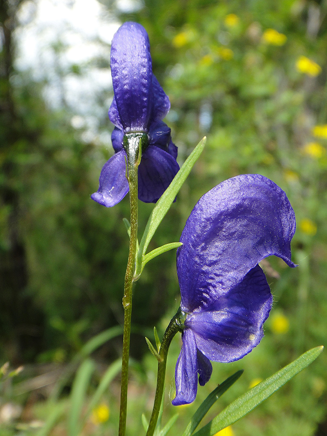 Image of Aconitum ambiguum specimen.