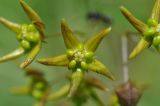 Смотреть изображение Pycnostelma paniculatum
