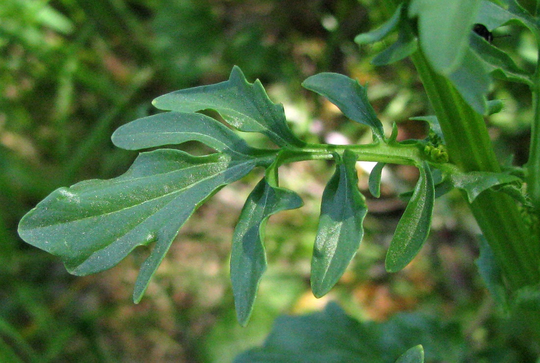 Image of Barbarea arcuata specimen.