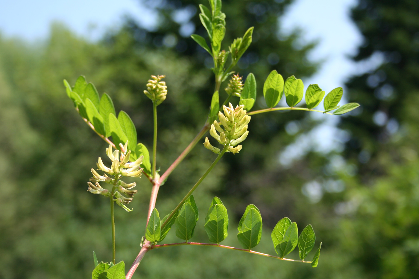 Image of Astragalus glycyphyllos specimen.