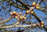 Prunus serrulata. Веточки с распускающимися почками ('Shirotae'). Германия, г. Дюссельдорф, Ботанический сад университета. 10.03.2014.