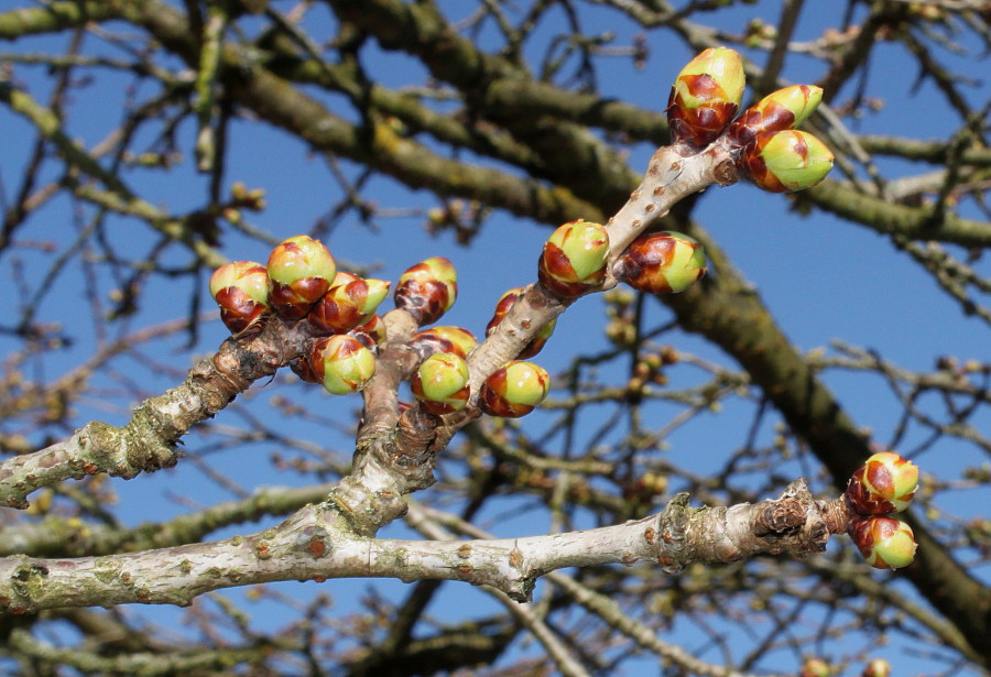 Изображение особи Prunus serrulata.