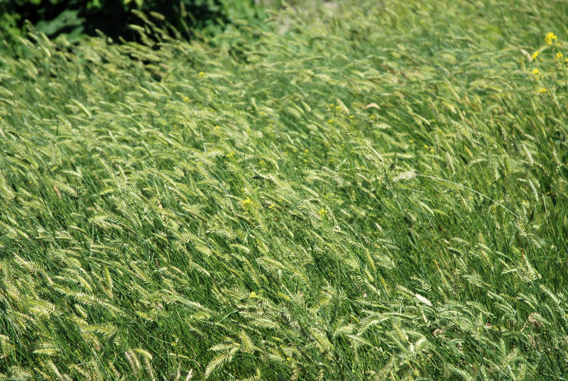 Image of Agropyron pectinatum specimen.