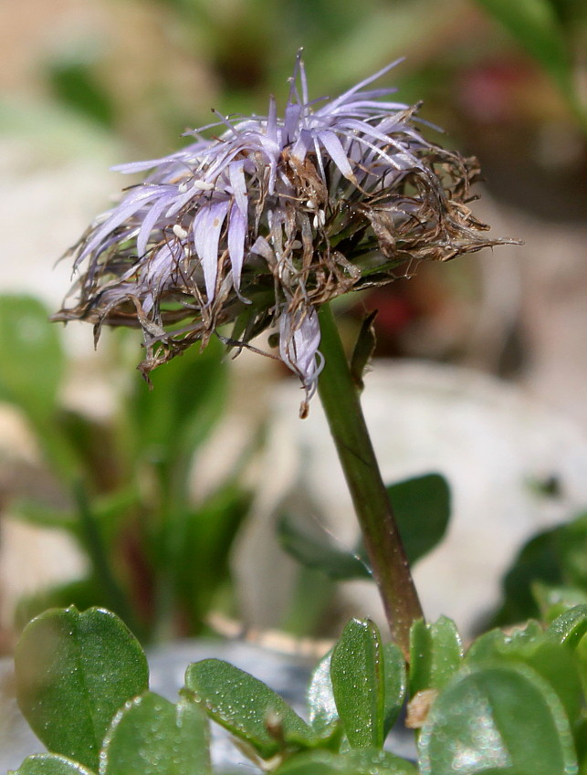 Image of Globularia cordifolia specimen.