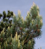 Pinus sylvestris. Ветвь с прошлогодними шишками и молодыми побегами ('Watereri'). Германия, г. Дюссельдорф, Ботанический сад университета. 04.05.2014.