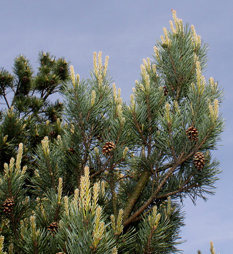 Изображение особи Pinus sylvestris.