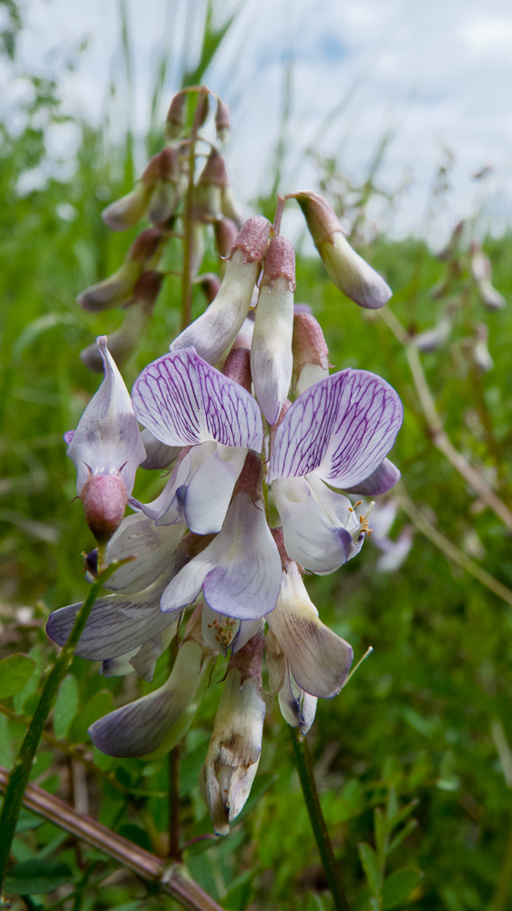 Image of Vicia sylvatica specimen.