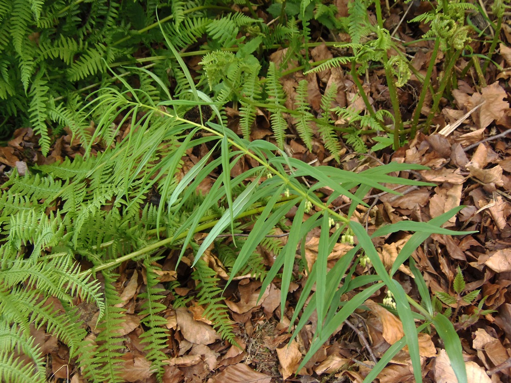 Image of Polygonatum verticillatum specimen.