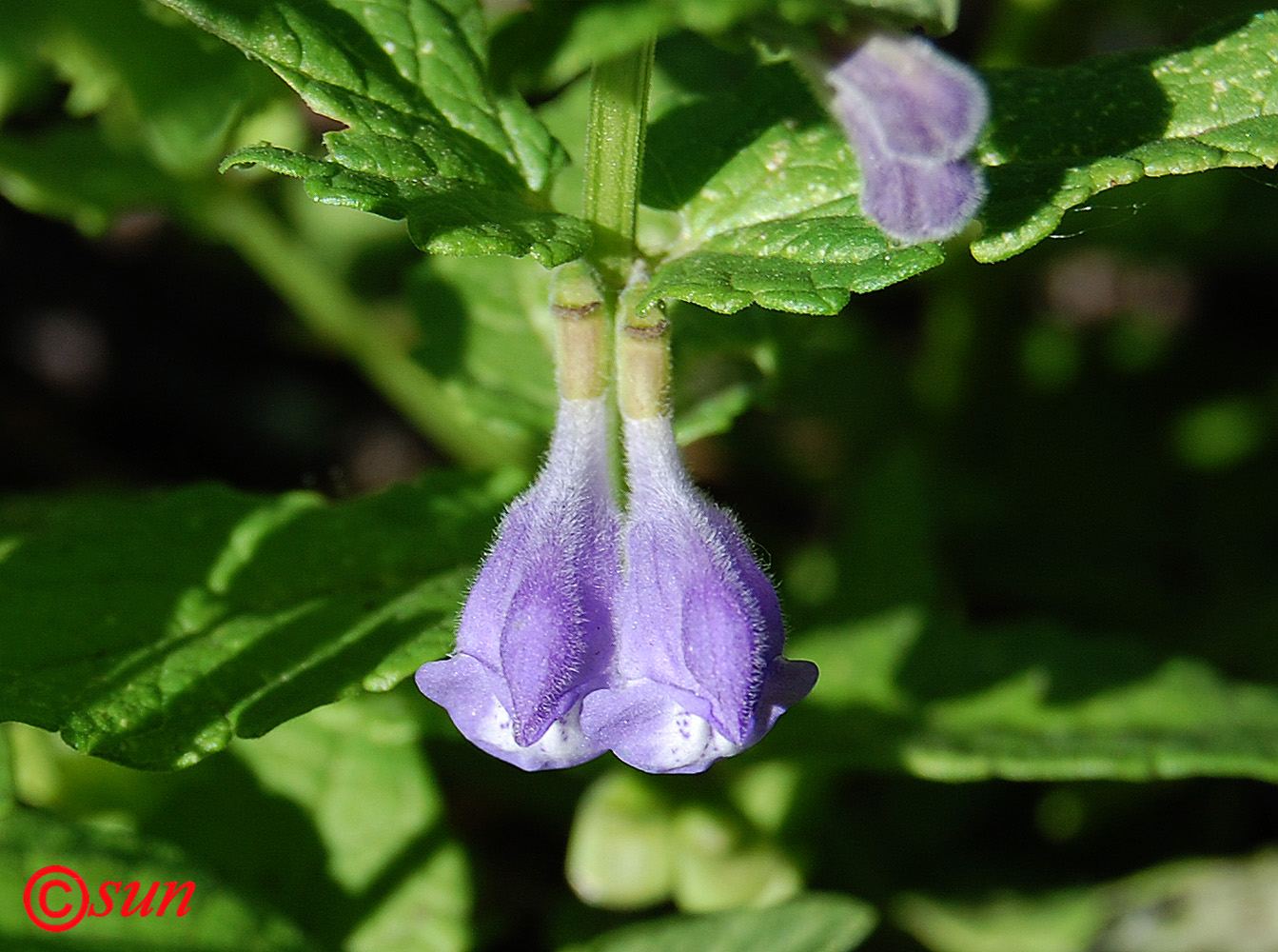 Image of Scutellaria galericulata specimen.