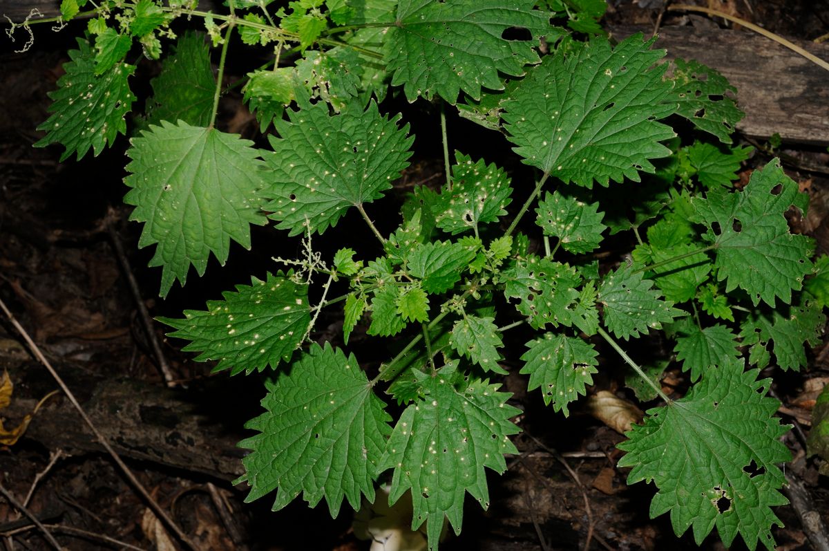 Image of Urtica laetevirens specimen.