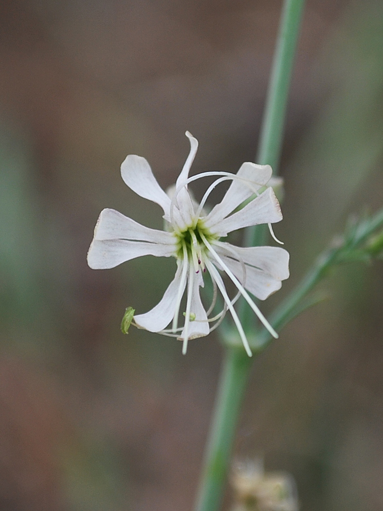 Изображение особи Silene schmalhausenii.