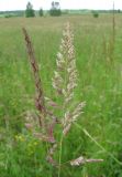 Phalaroides arundinacea. Верхушка цветущего растения. Польша, Беловежская пуща, луг. 25 июня 2009 г.