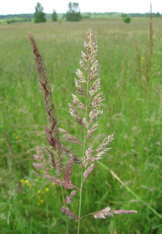 Image of Phalaroides arundinacea specimen.