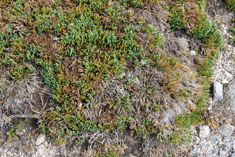 Image of Diphasiastrum alpinum specimen.