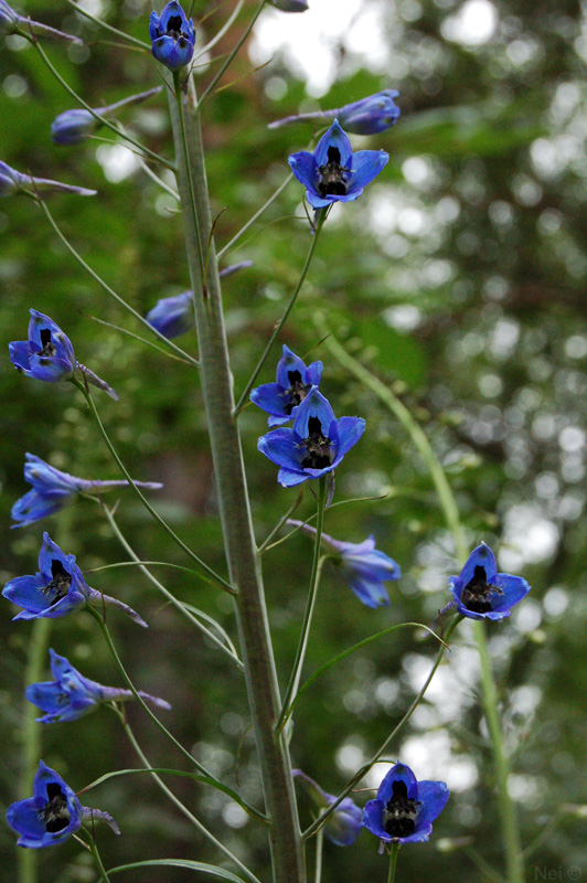 Image of Delphinium elatum specimen.