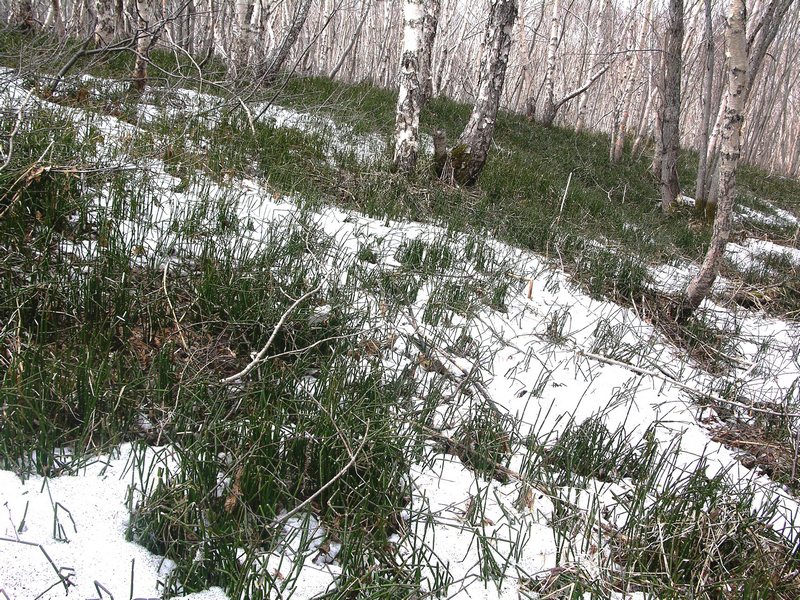 Image of Equisetum hyemale specimen.