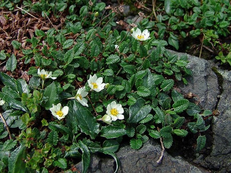 Изображение особи Dryas punctata.