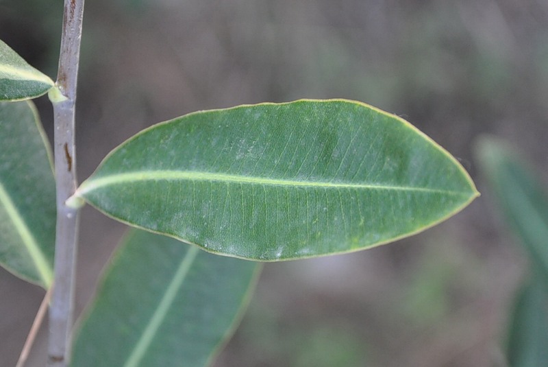 Image of Bupleurum fruticosum specimen.