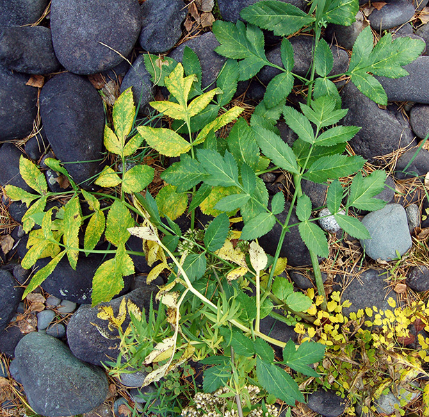 Image of Archangelica decurrens specimen.