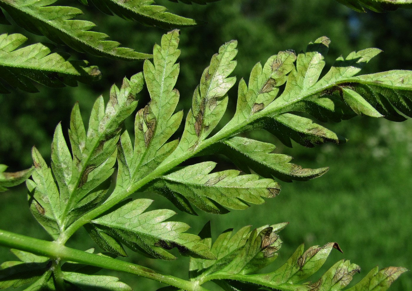 Image of Anthriscus sylvestris specimen.