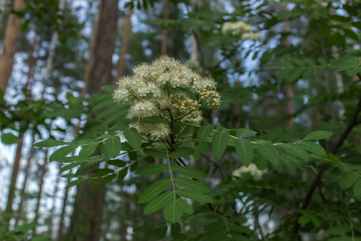 Image of Sorbus aucuparia specimen.