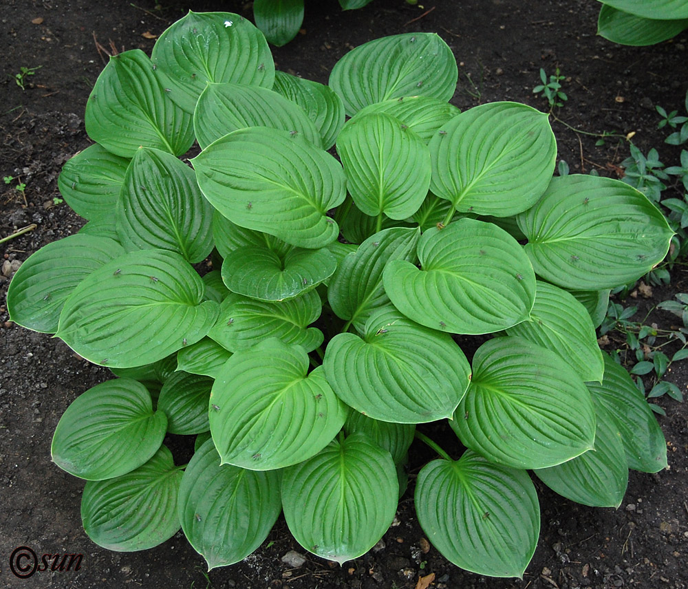 Image of Hosta plantaginea specimen.