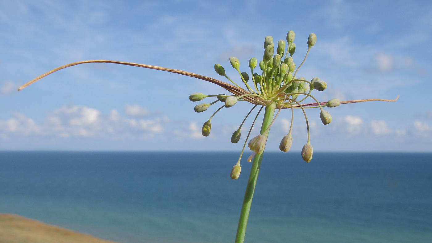 Image of Allium paczoskianum specimen.