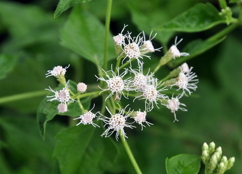 Изображение особи Chromolaena odorata.