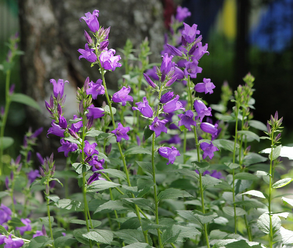 Image of Campanula latifolia specimen.