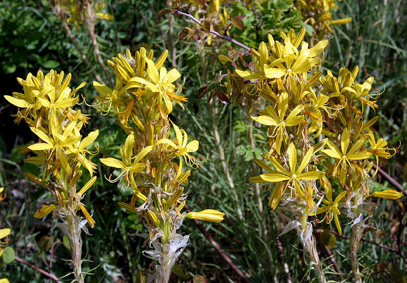 Image of Asphodeline lutea specimen.