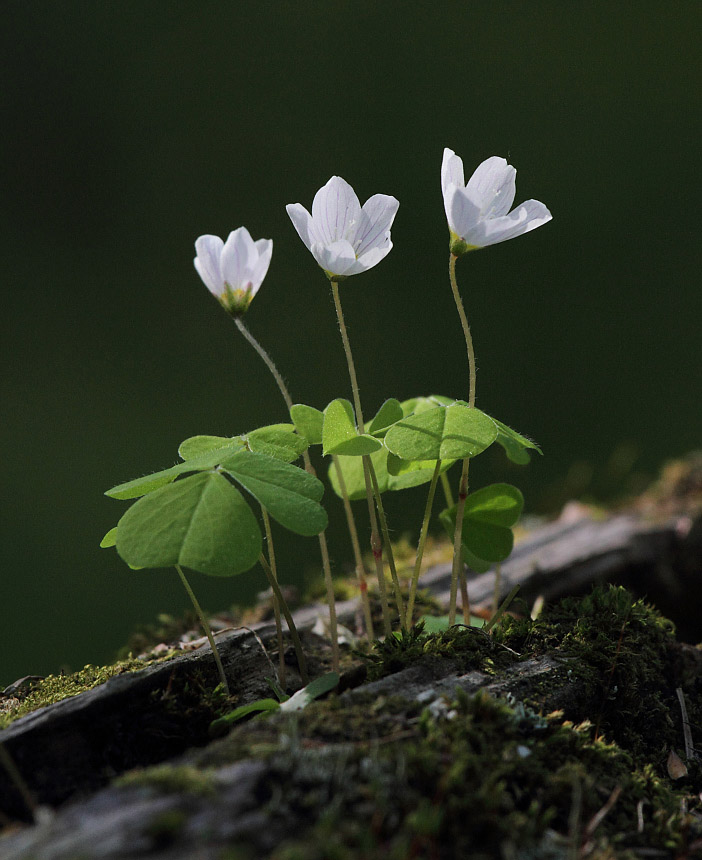 Image of Oxalis acetosella specimen.