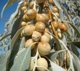 Elaeagnus littoralis. Часть ветви с созревающими плодами. Казахстан, г. Байконур, в озеленении. 17.09.2009.