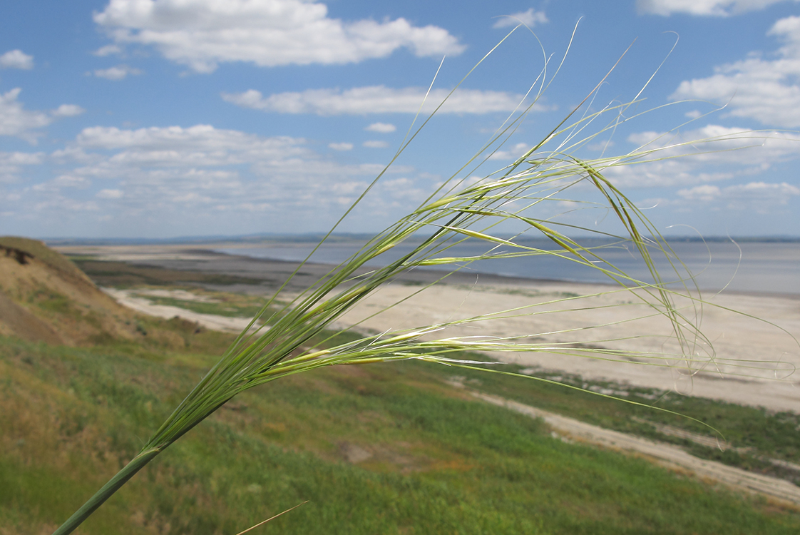 Image of Stipa capillata specimen.