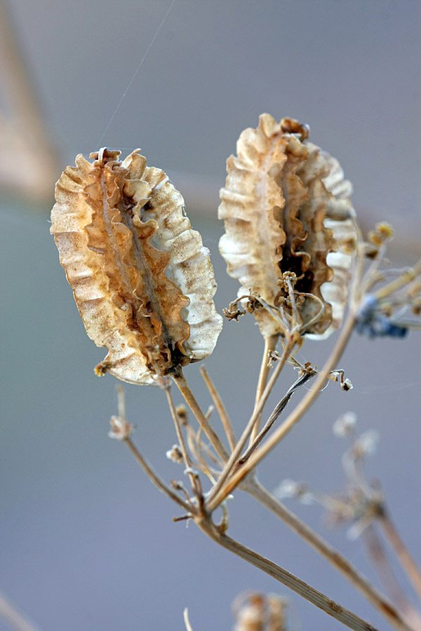 Image of Prangos pabularia specimen.