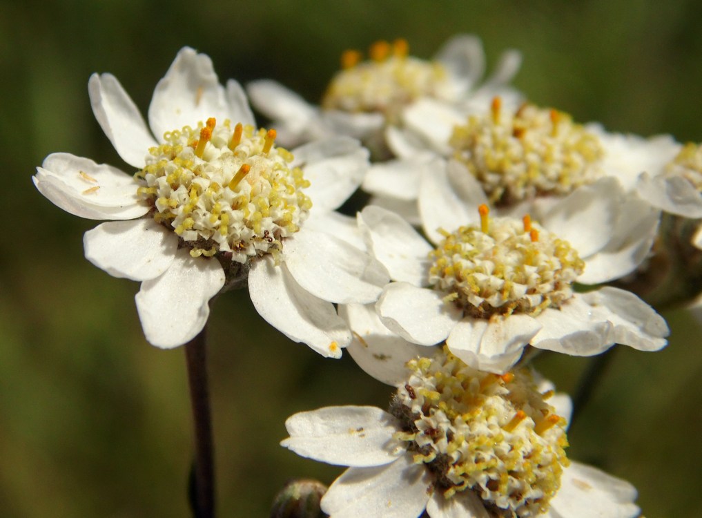 Изображение особи Achillea ptarmica.