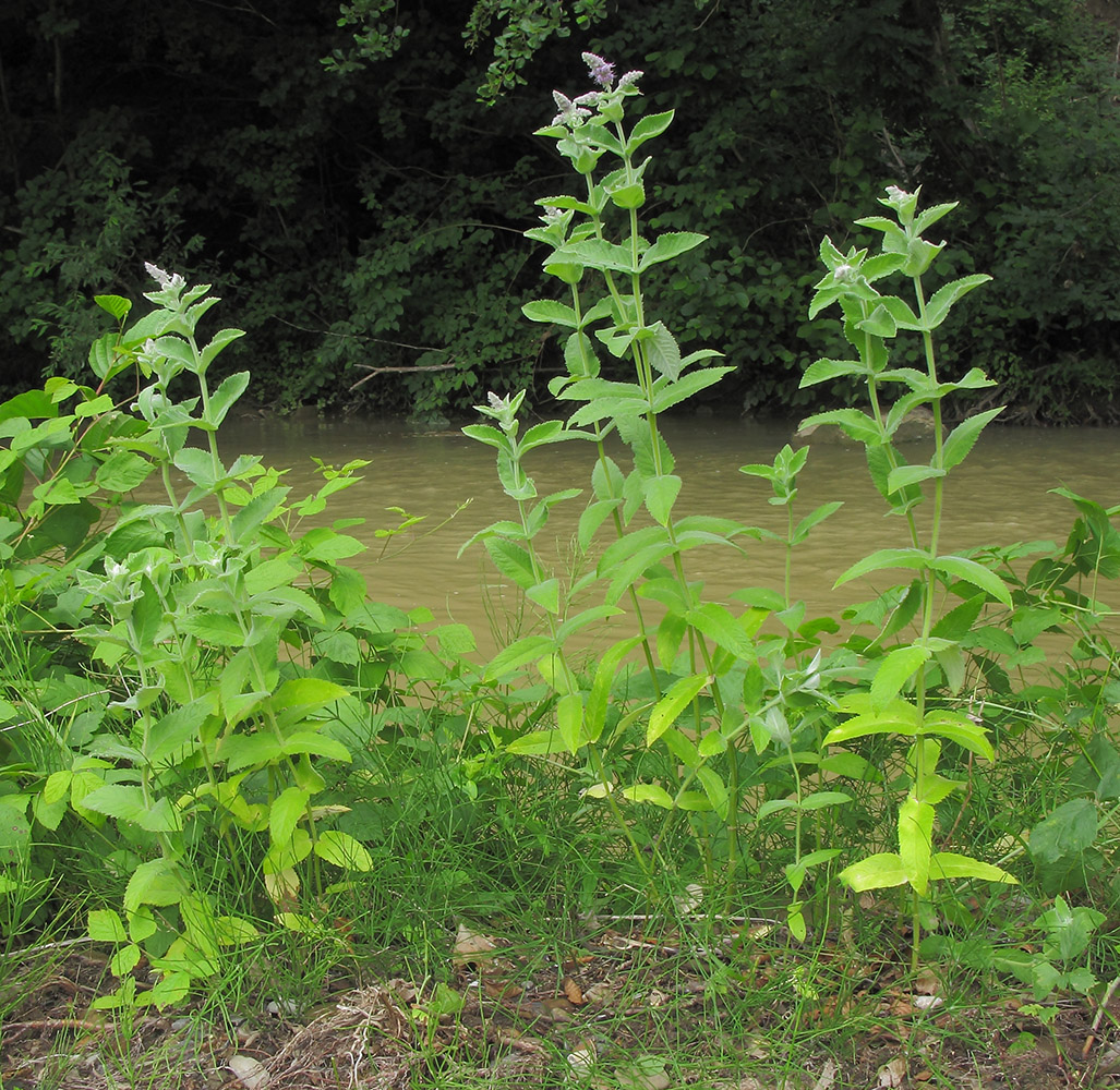 Image of Mentha longifolia specimen.