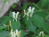 Lonicera tatarica. Верхушка веточки с цветками. Иркутская обл., г. Иркутск, в озеленении. 09.06.2015.