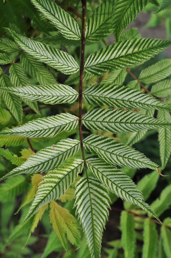 Image of Sorbaria sorbifolia specimen.